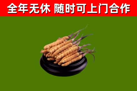 津市回收冬虫夏草